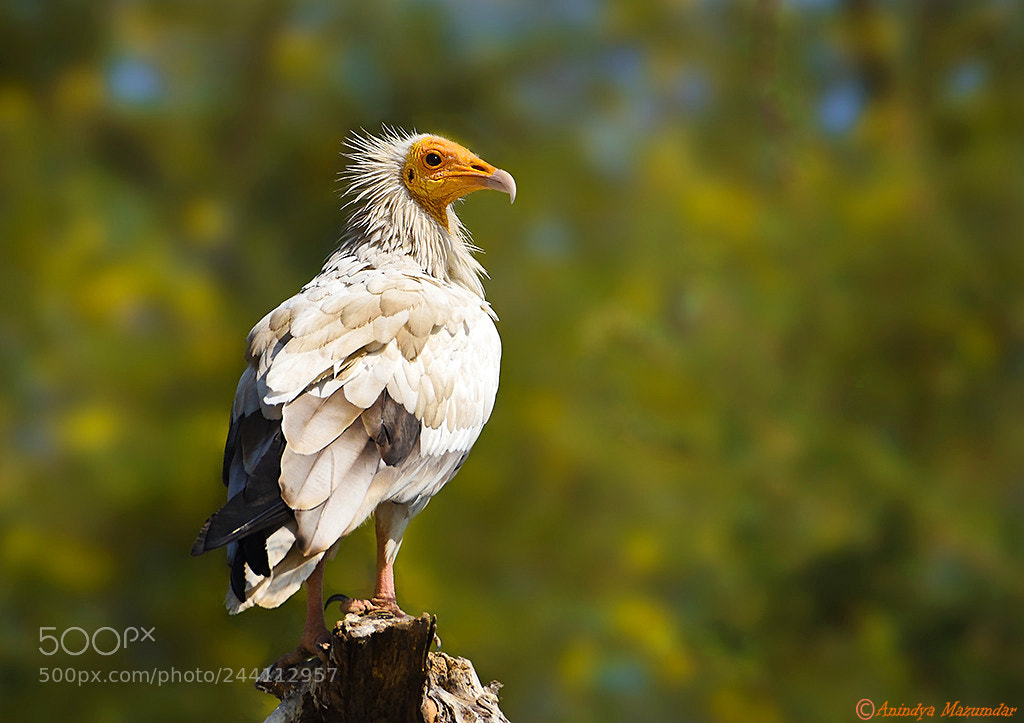 Nikon D7200 sample photo. Egyptian vulture photography
