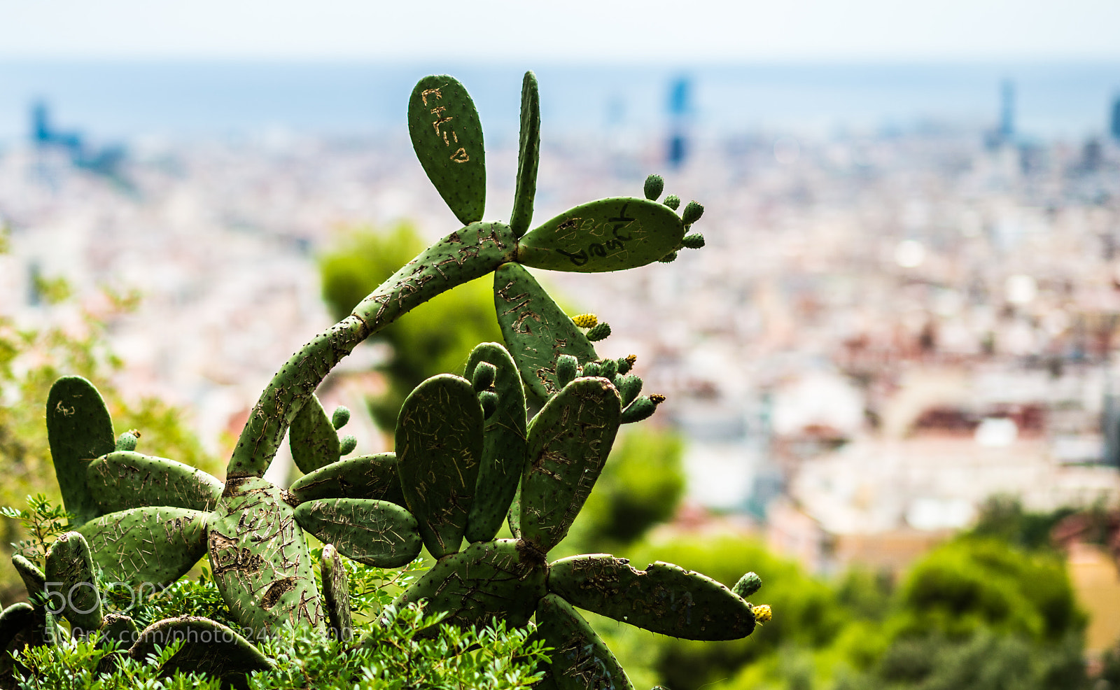 Nikon Df sample photo. [nikon,spain,2014]-43.jpg photography