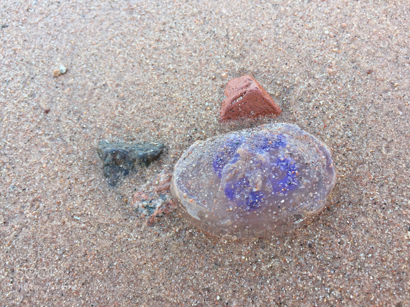 Apple iPhone 6 sample photo. Jellyfish photography