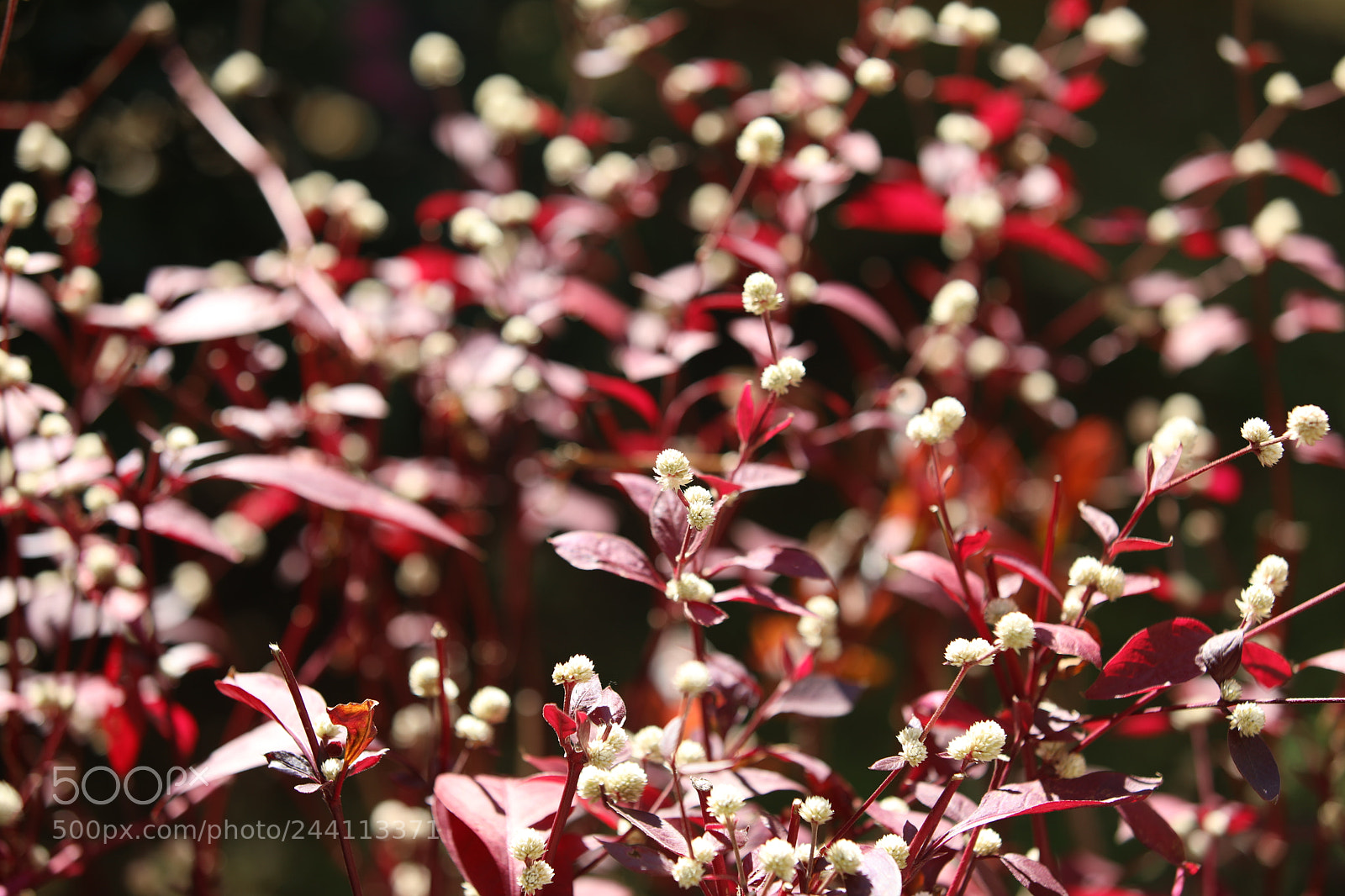 Canon EF 70-200mm F2.8L IS II USM sample photo. Untitled photography