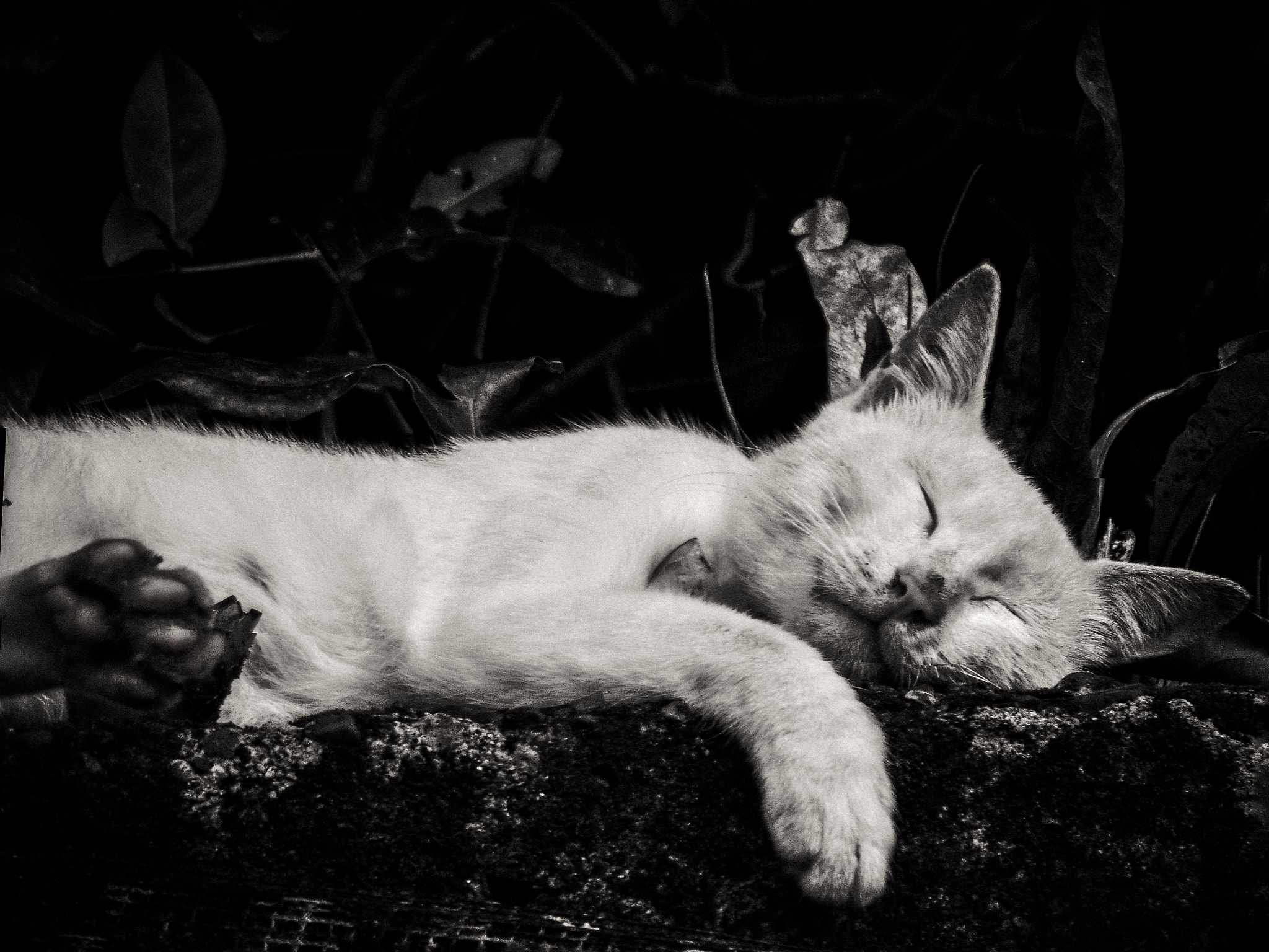 FujiFilm Finepix Z90 (Finepix Z91) sample photo. Slumbering cat photography