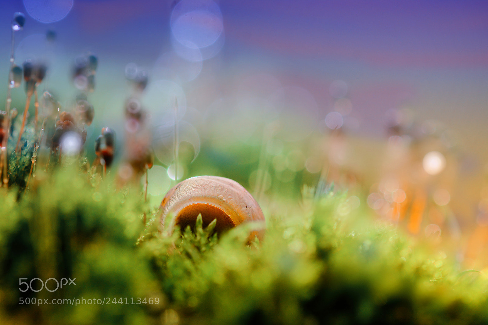 Nikon D7100 sample photo. Snail fantasy photography