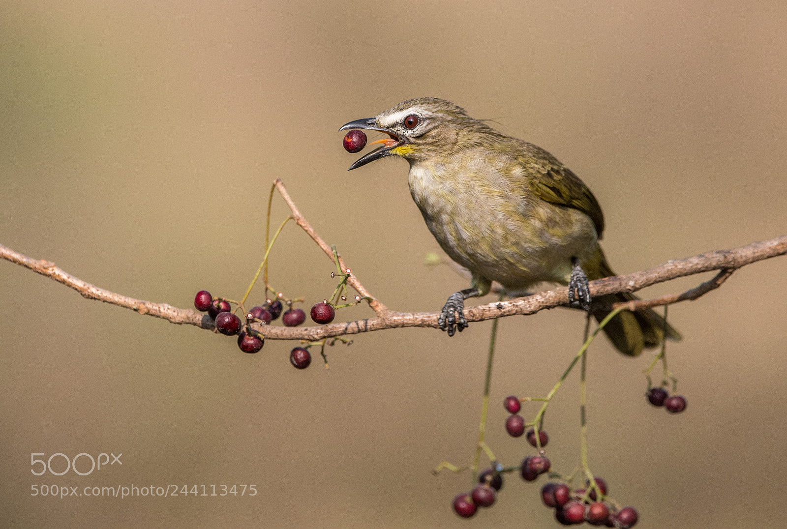 Nikon D610 sample photo. White browed bulbul photography