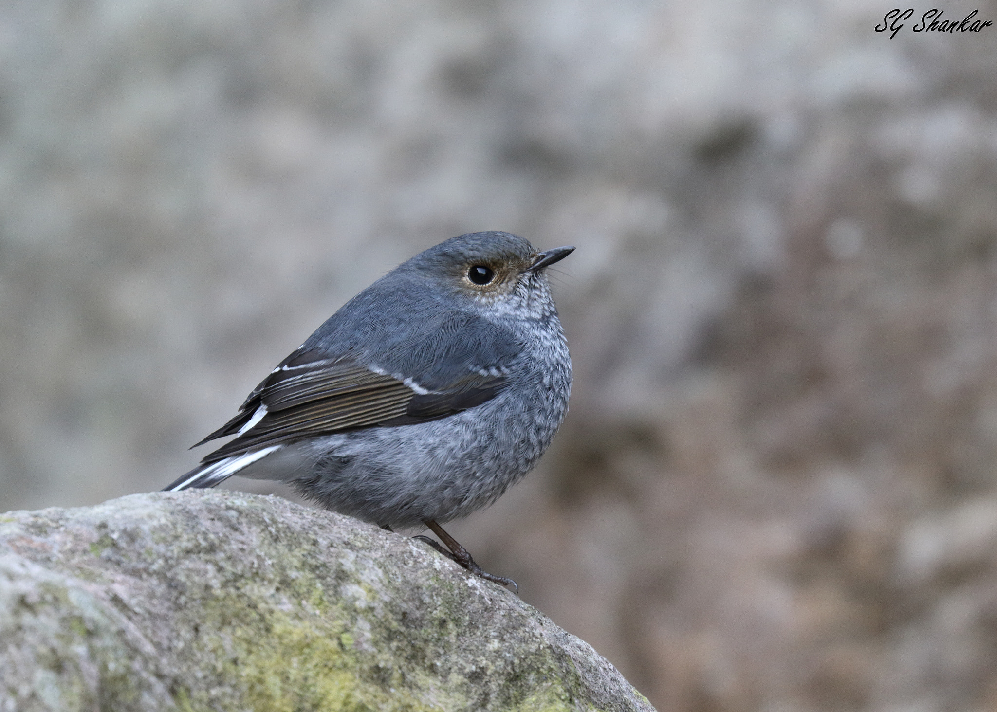 Canon EOS 7D Mark II sample photo. Plumbeous water redstart photography