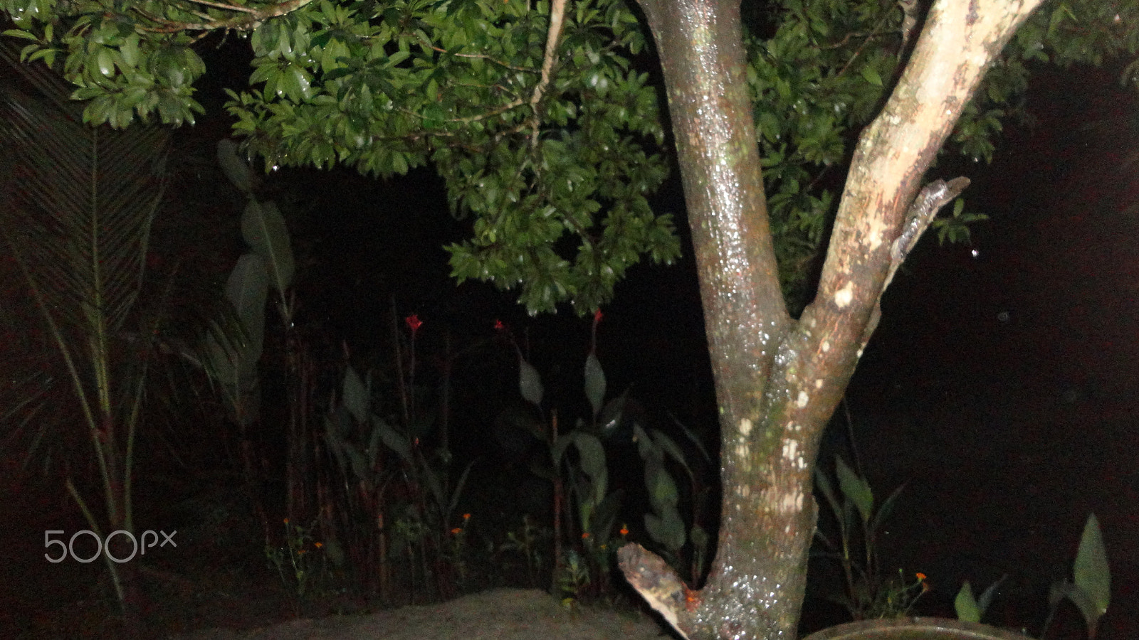 Sony Cyber-shot DSC-W570 sample photo. Night blooming photography
