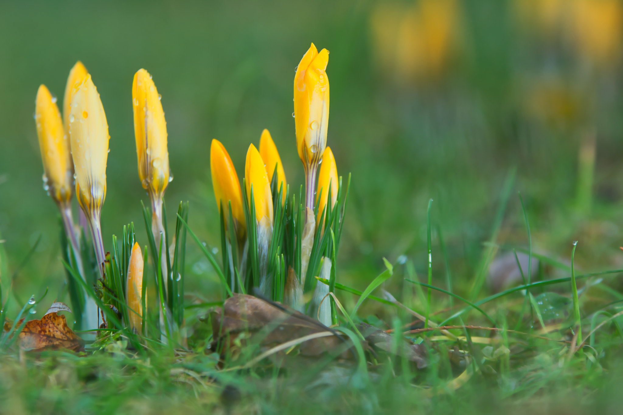 Sigma 70-200mm F2.8 EX DG OS HSM sample photo. Krokus | croci photography