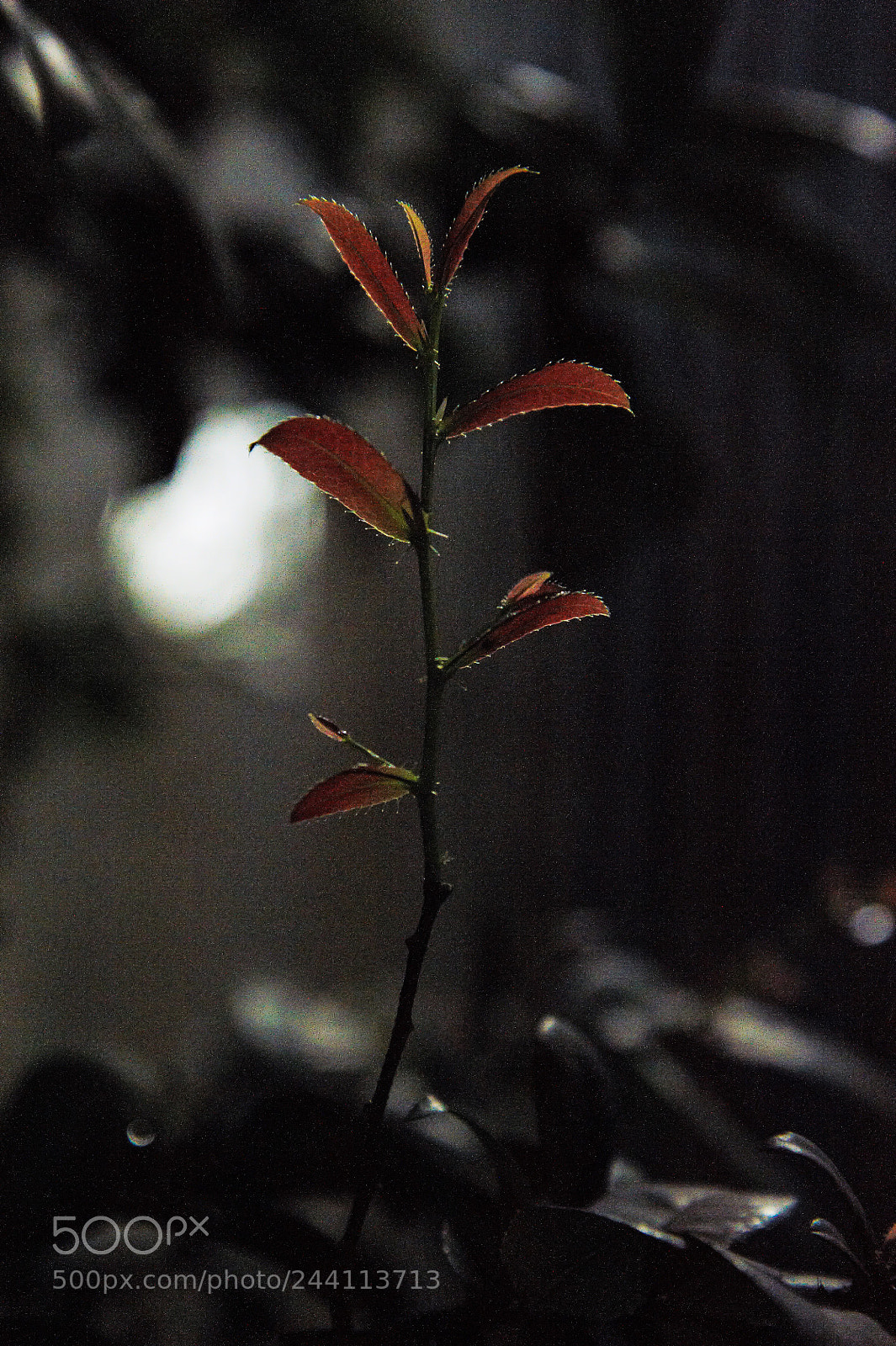 Nikon D700 sample photo. Leaves photography