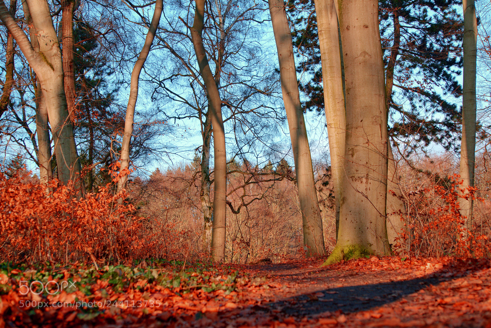 Sony a6300 sample photo. Pathway with shadow through photography