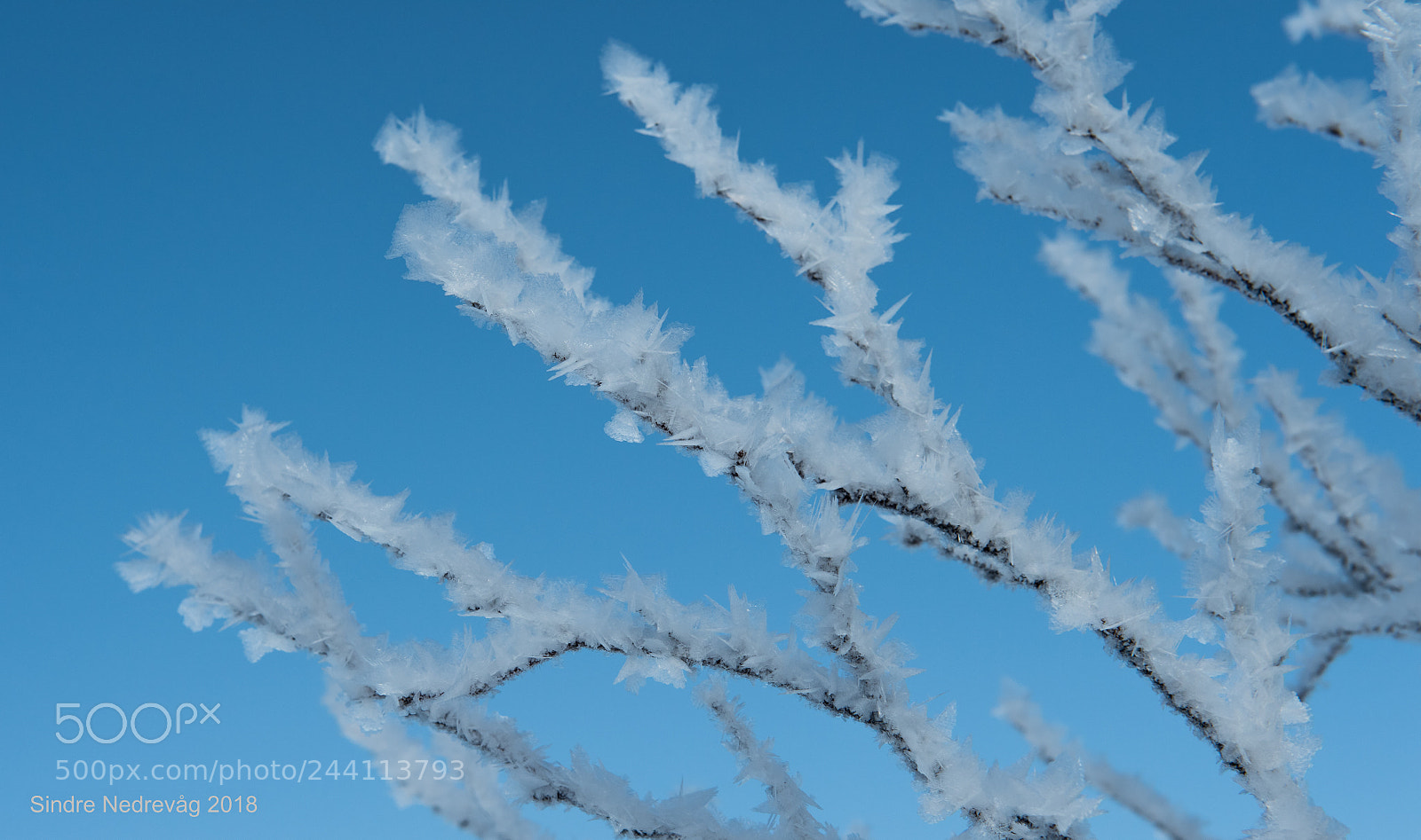 Nikon D4 sample photo. Cold branches photography
