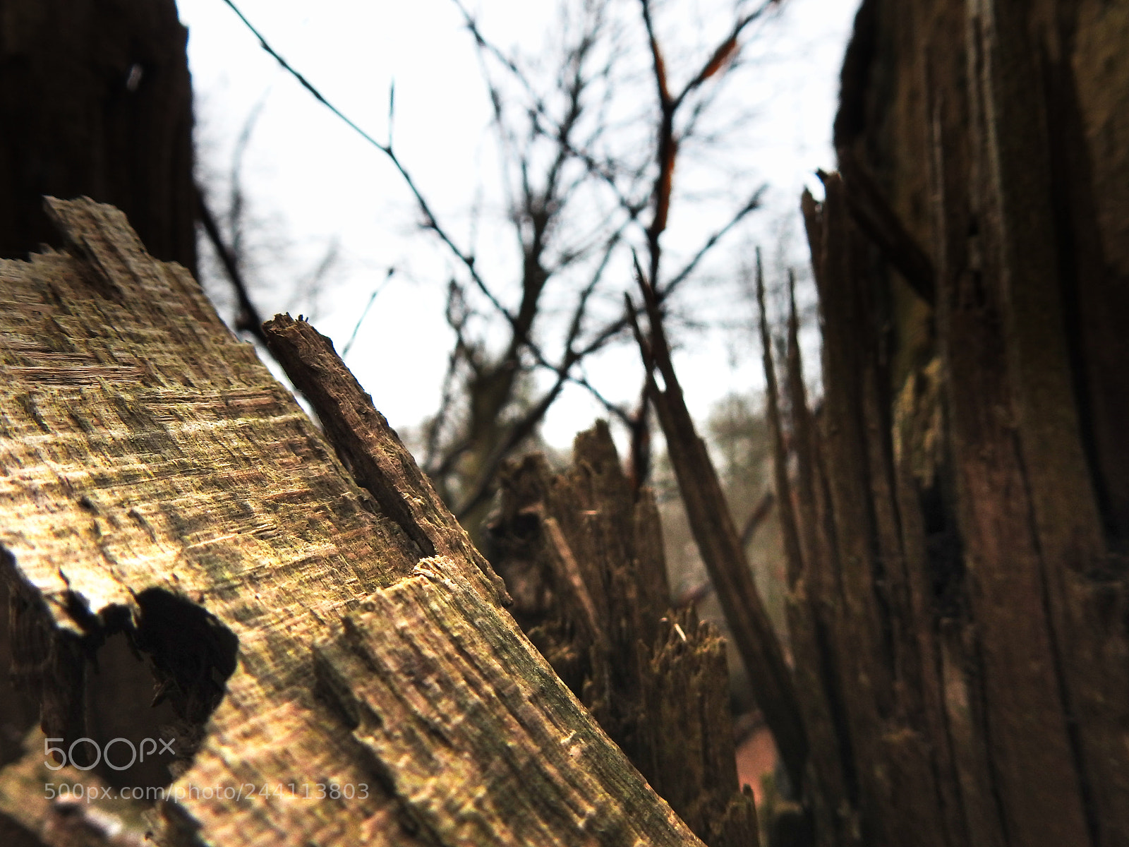 Nikon Coolpix P900 sample photo. The forrest photography