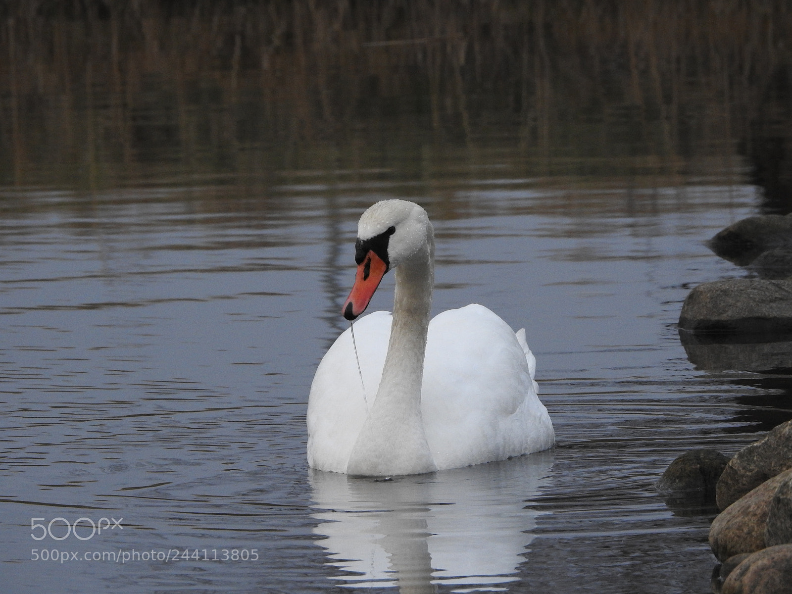 Nikon Coolpix P900 sample photo. Swan photography