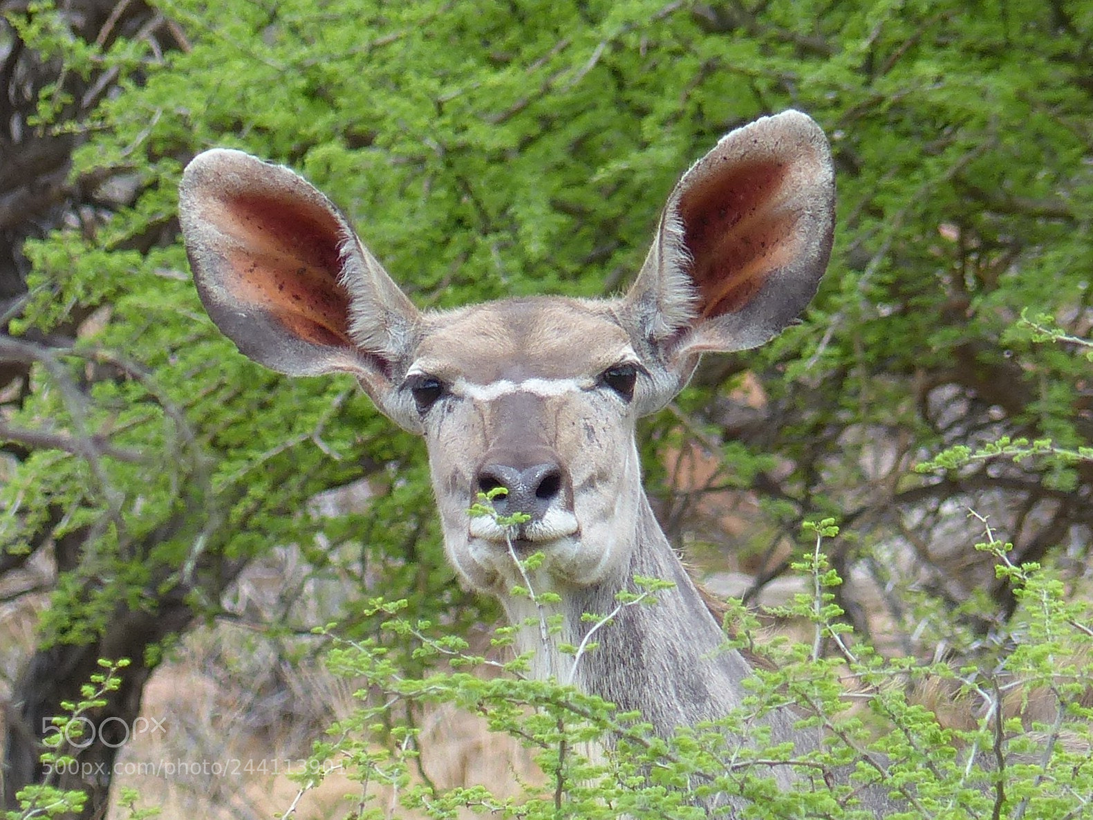 Panasonic Lumix DMC-FZ200 sample photo. Kudu photography