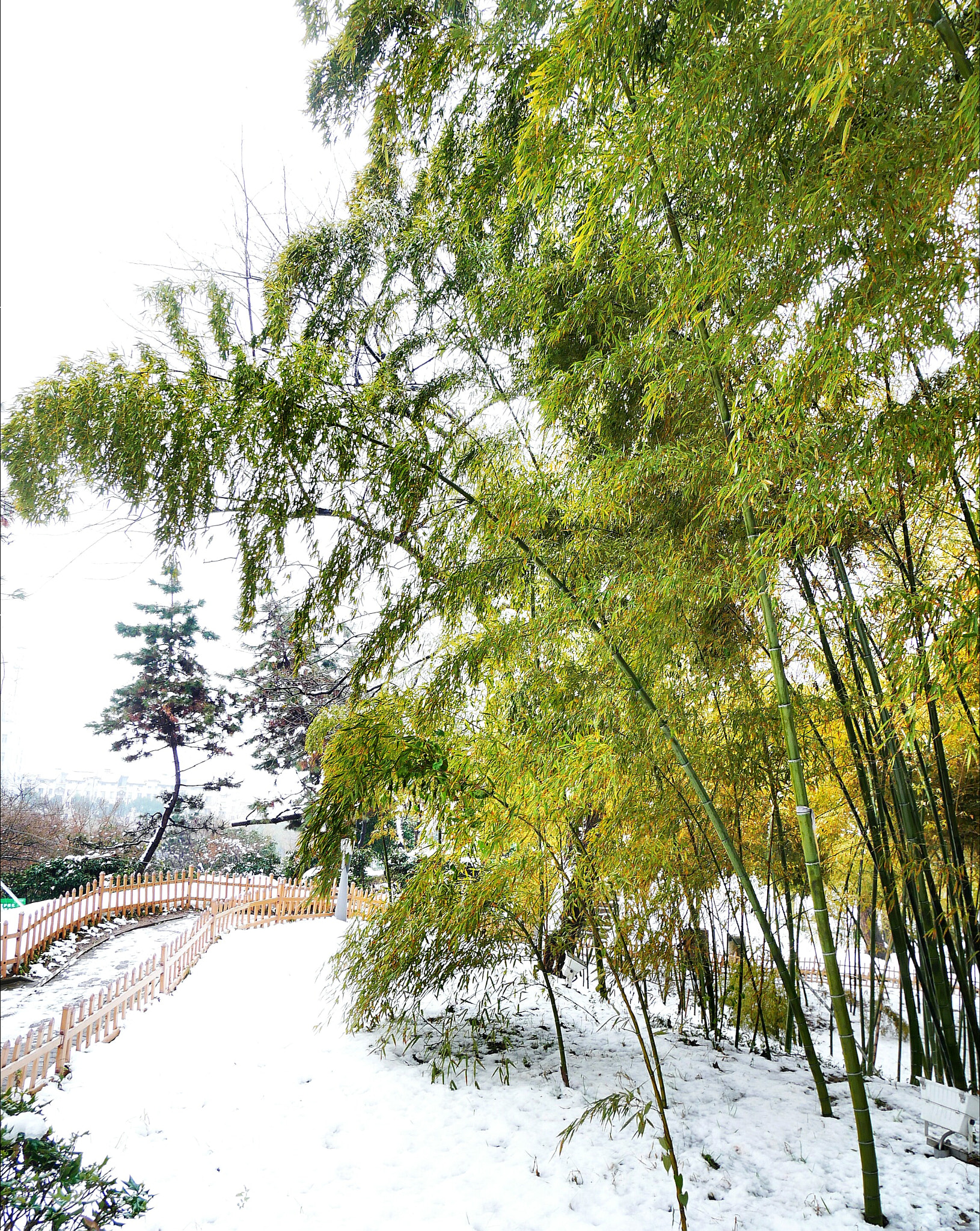 Panasonic Lumix DC-GX850 (Lumix DC-GX800 / Lumix DC-GF9) sample photo. Bamboo after snow photography