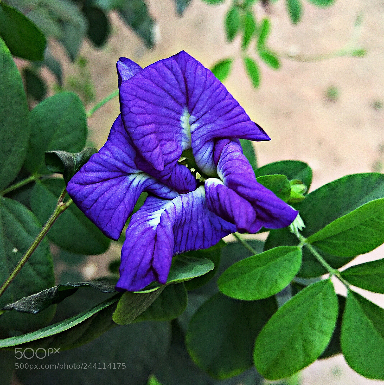 Xiaomi Redmi Note3 sample photo. Blue clitoris photography