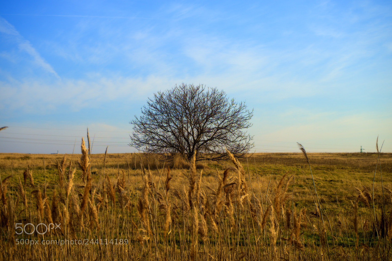 Sony a7 sample photo. Tree on meadow photography