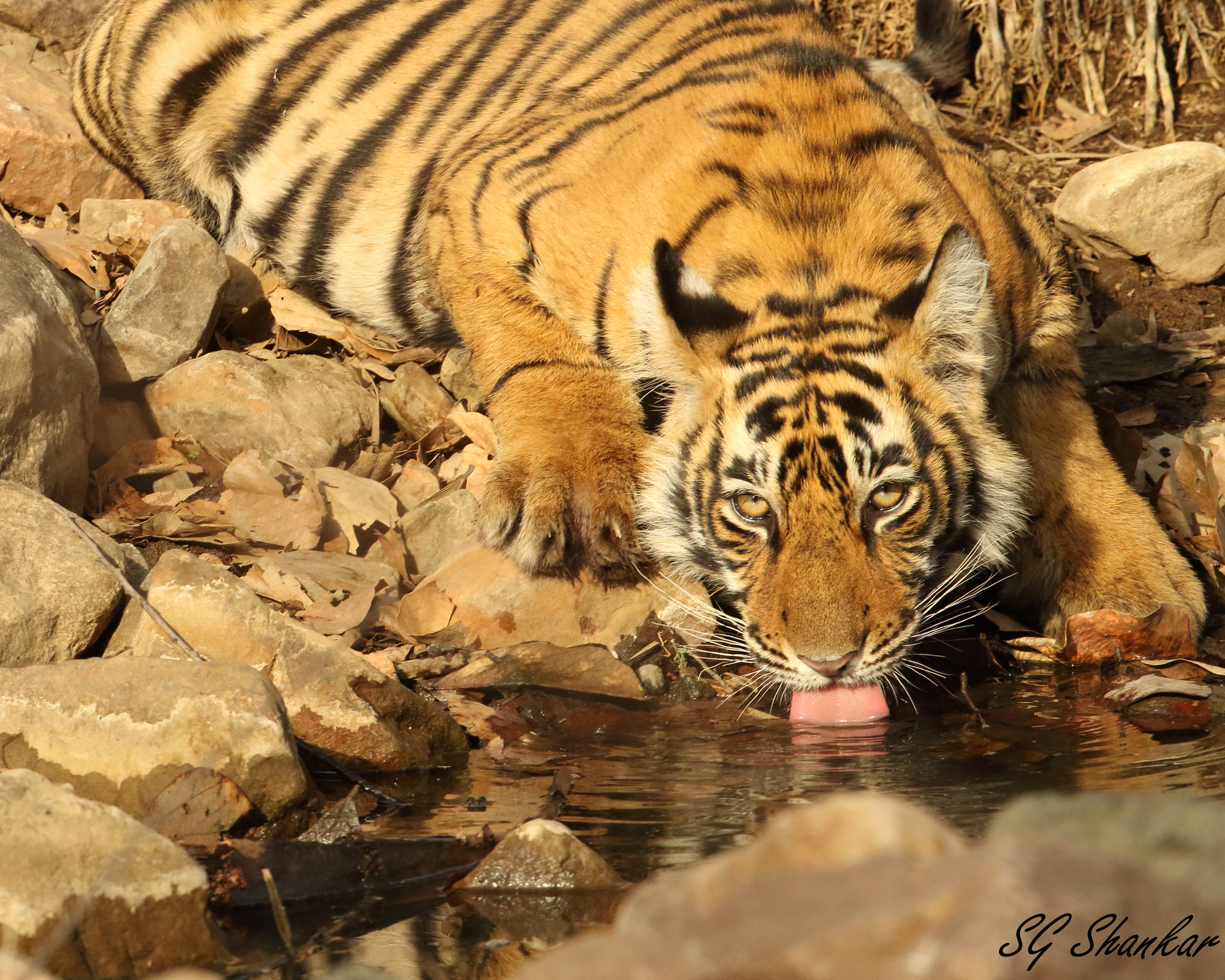 Canon EF 400mm F2.8L IS USM sample photo. Tiger photography