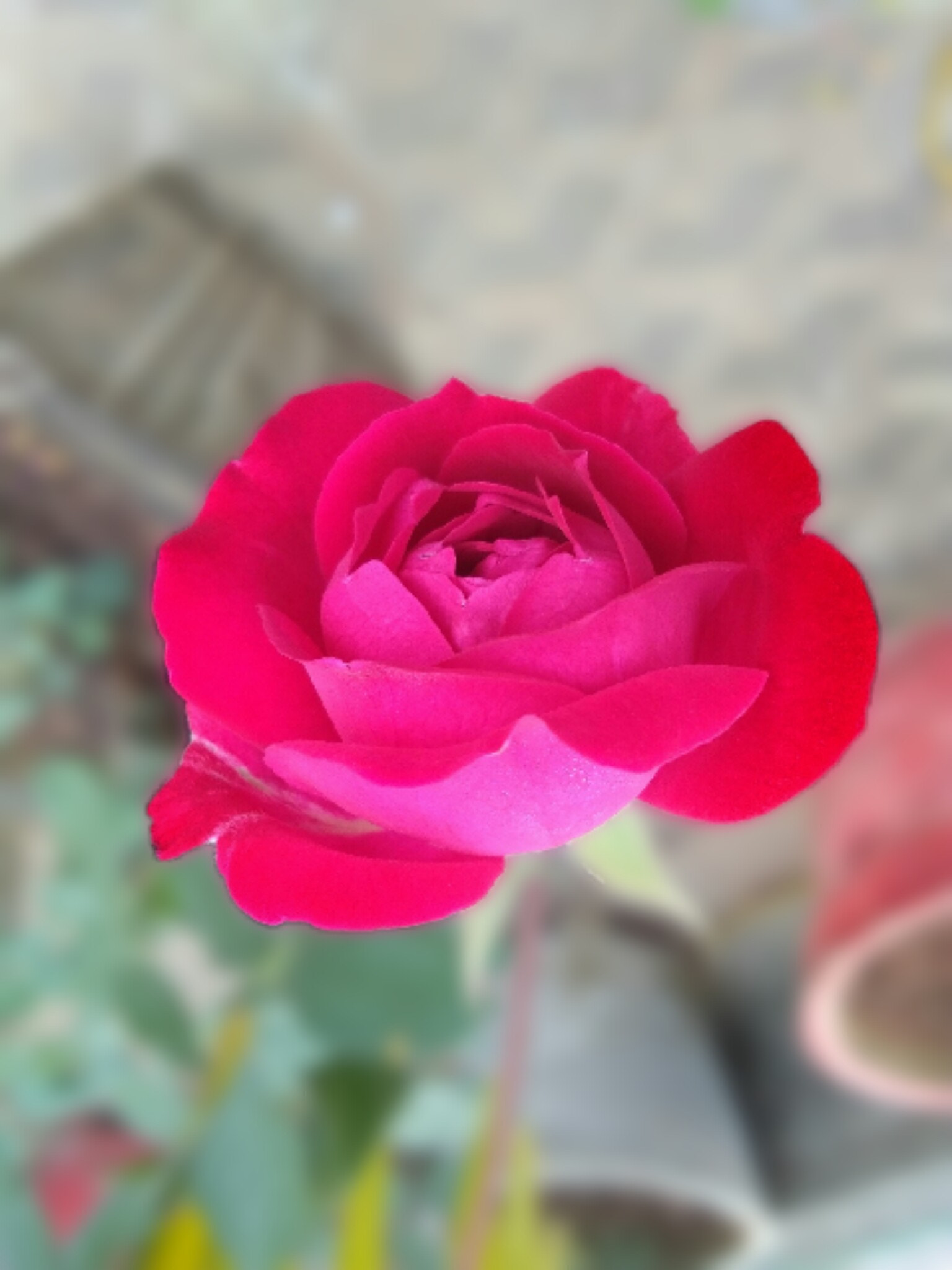 vivo Y53 sample photo. Rose photography