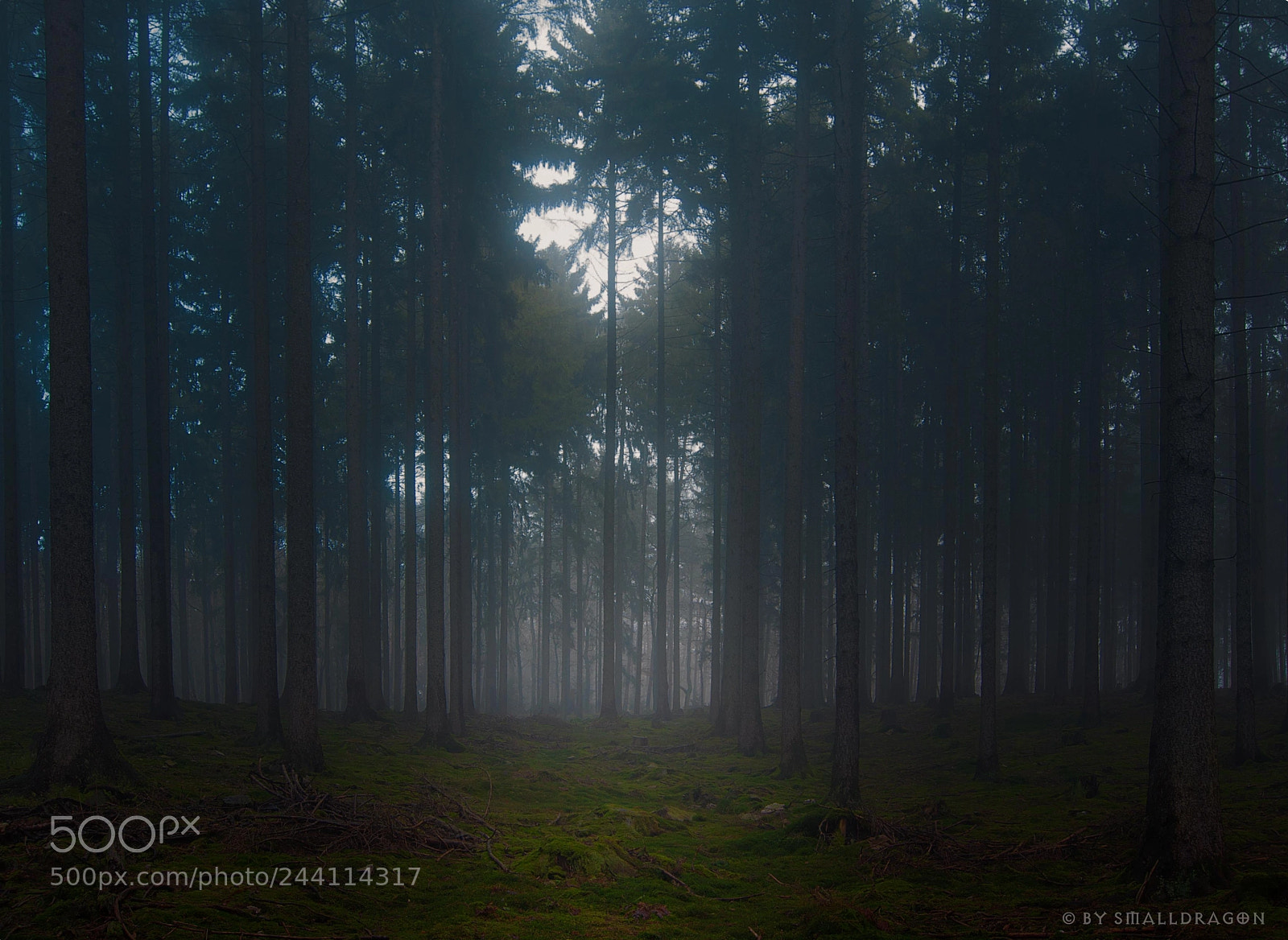 Nikon D5000 sample photo. Misty forest photography