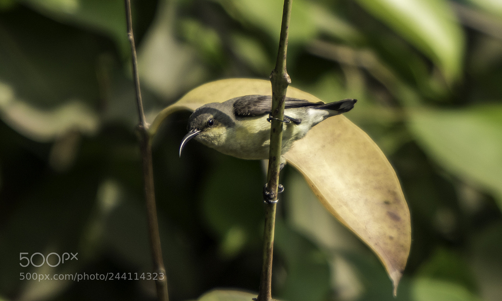 Canon EOS 7D Mark II sample photo. Olive backed sunbird dancing photography