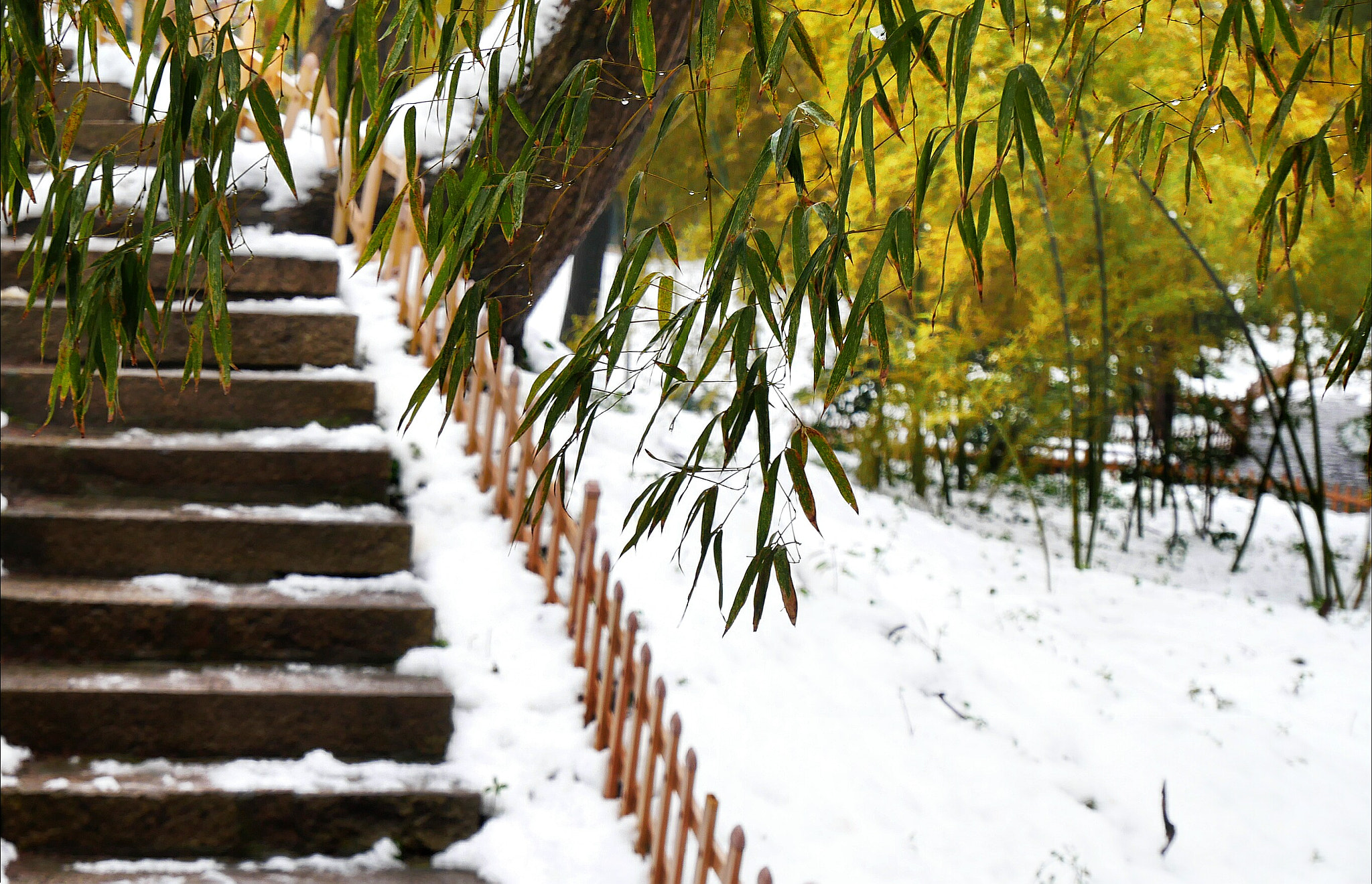 Panasonic Lumix DC-GX850 (Lumix DC-GX800 / Lumix DC-GF9) sample photo. Bamboo after snow photography