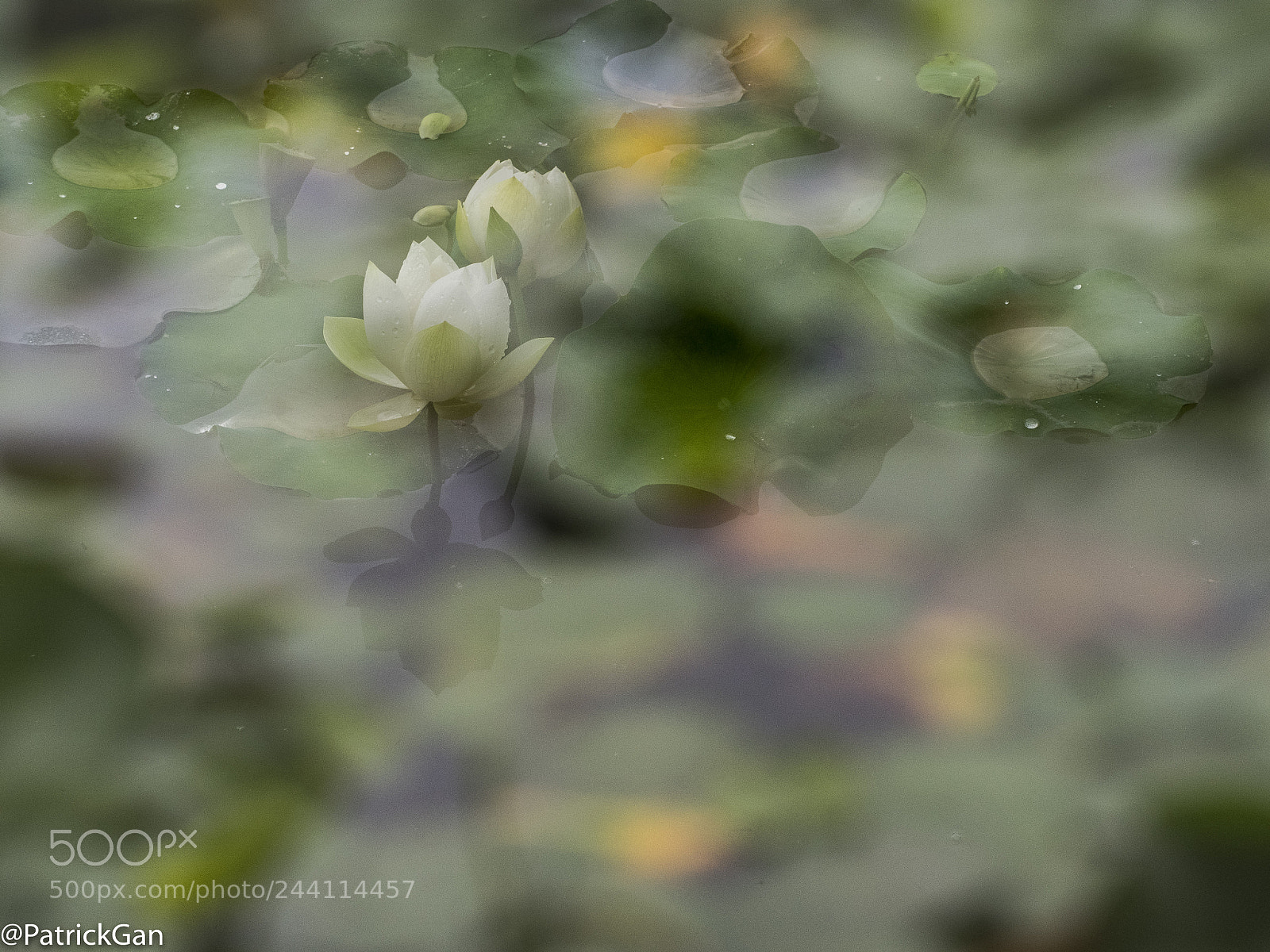 Olympus OM-D E-M5 II sample photo. Lotus flower in p photography