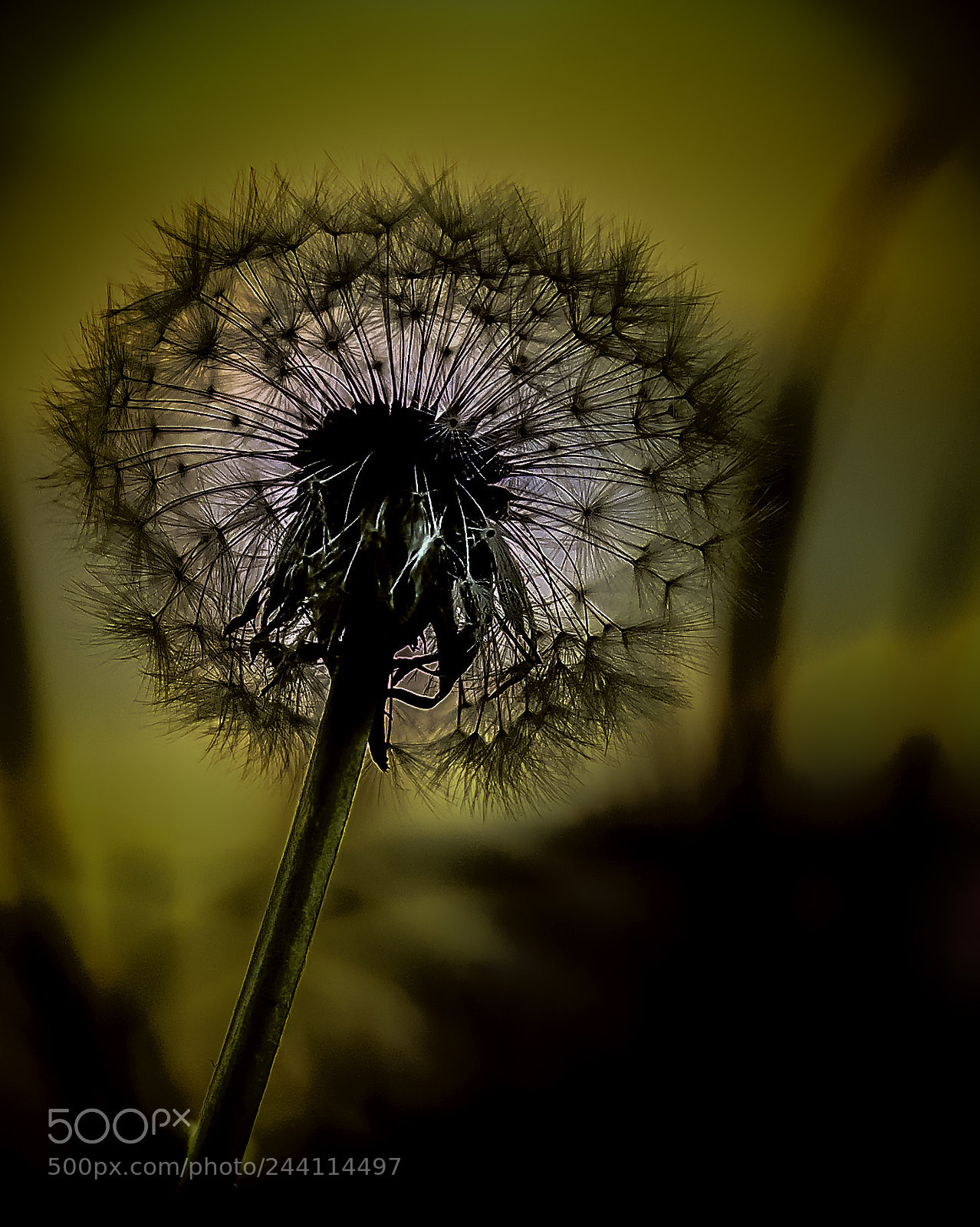 Fujifilm X-T1 sample photo. Dubious photography