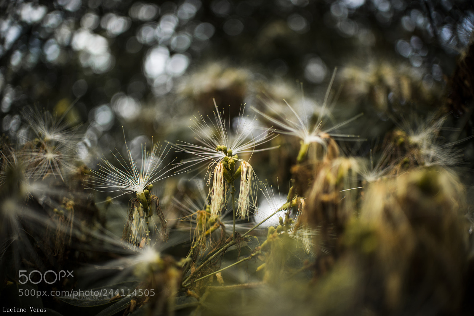 Nikon D610 sample photo. Brilho natural photography
