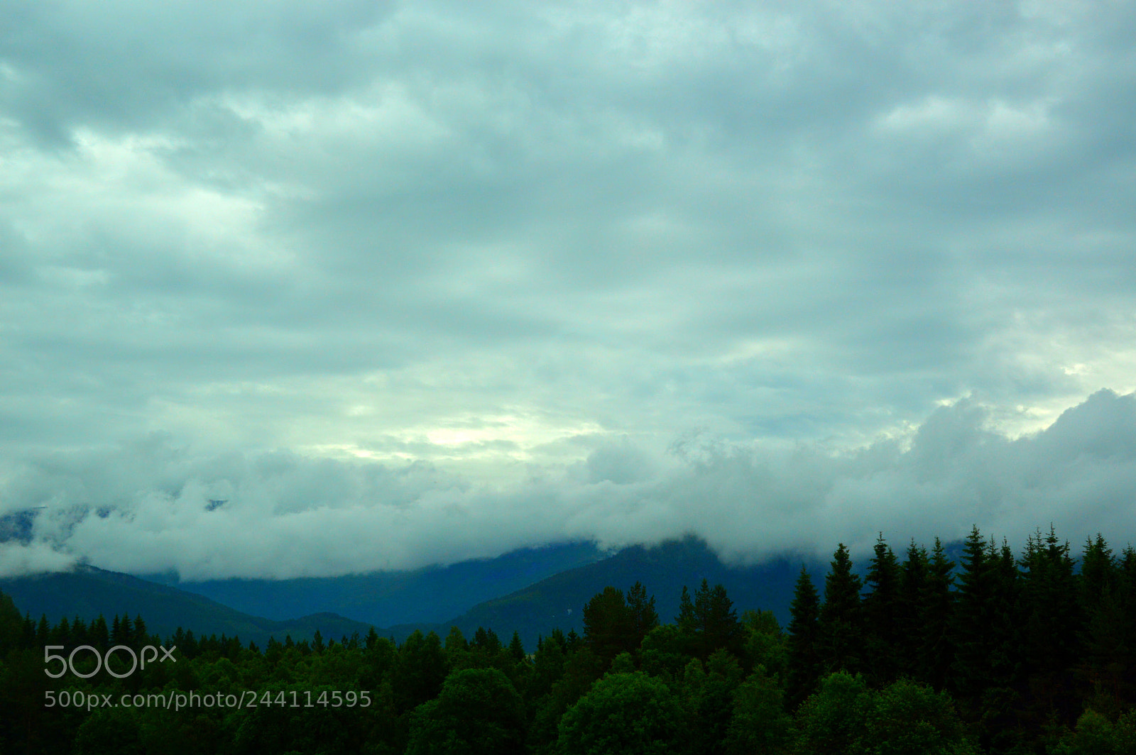 Nikon D3200 sample photo. Forest and fog photography