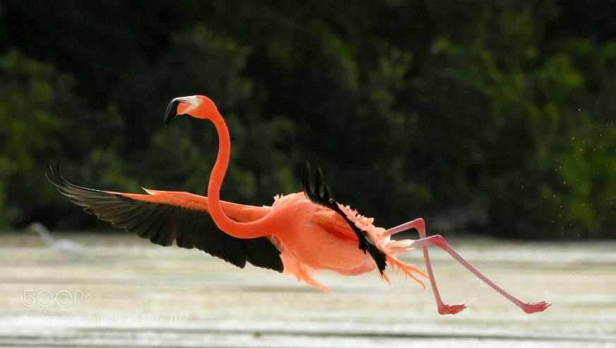 Nikon D7200 sample photo. Flamingos 3 - the photography