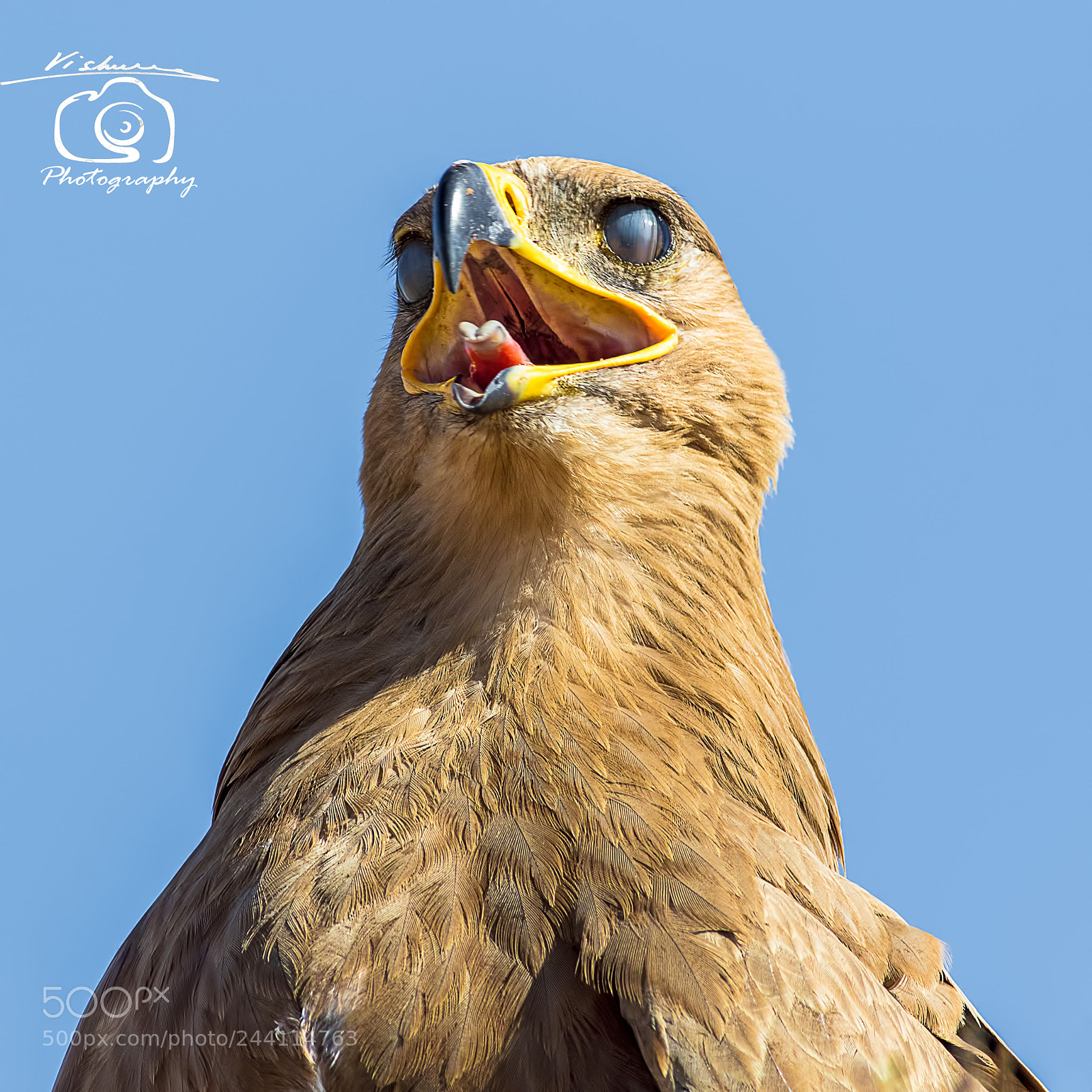Canon EOS 7D Mark II sample photo. Tawny eagle photography