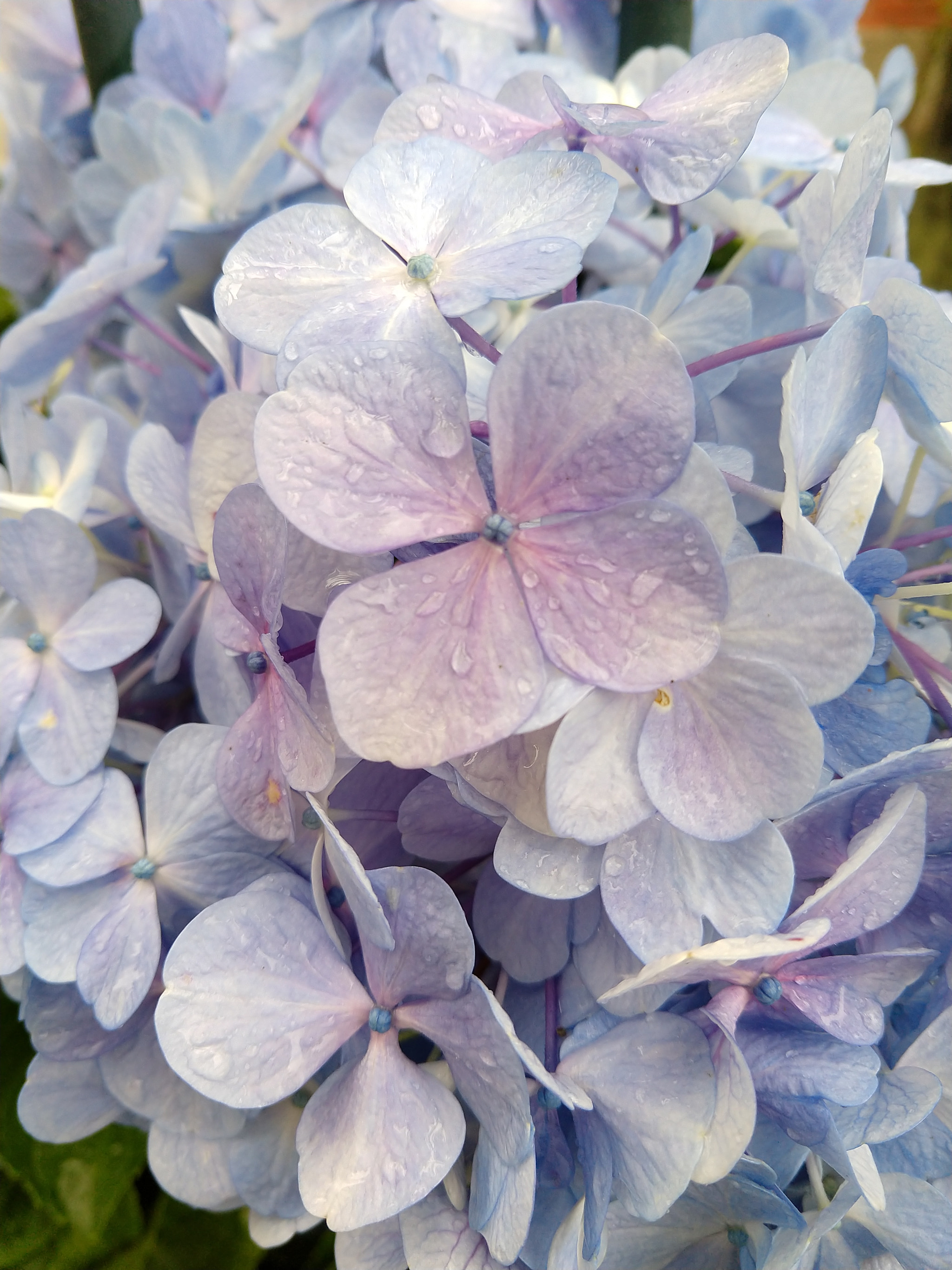 Motorola moto x4 sample photo. Wet flowers photography