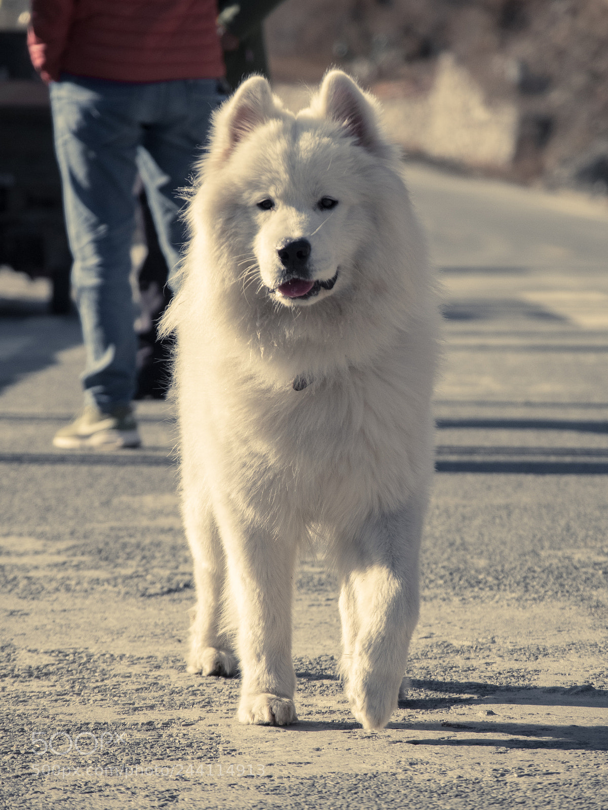 Fujifilm X-T2 sample photo. It's a good day photography