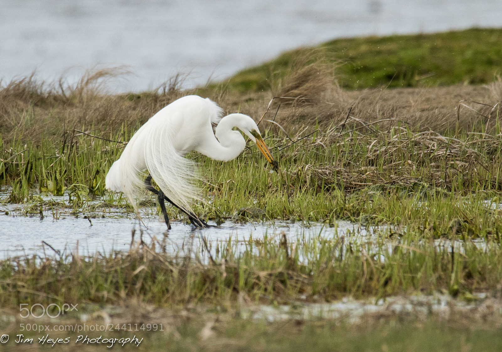 Canon EOS 7D Mark II sample photo. Snow egret feeding in photography