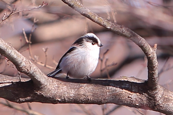 Canon EF 70-200mm F2.8L IS USM sample photo. Lovely one in the city park photography