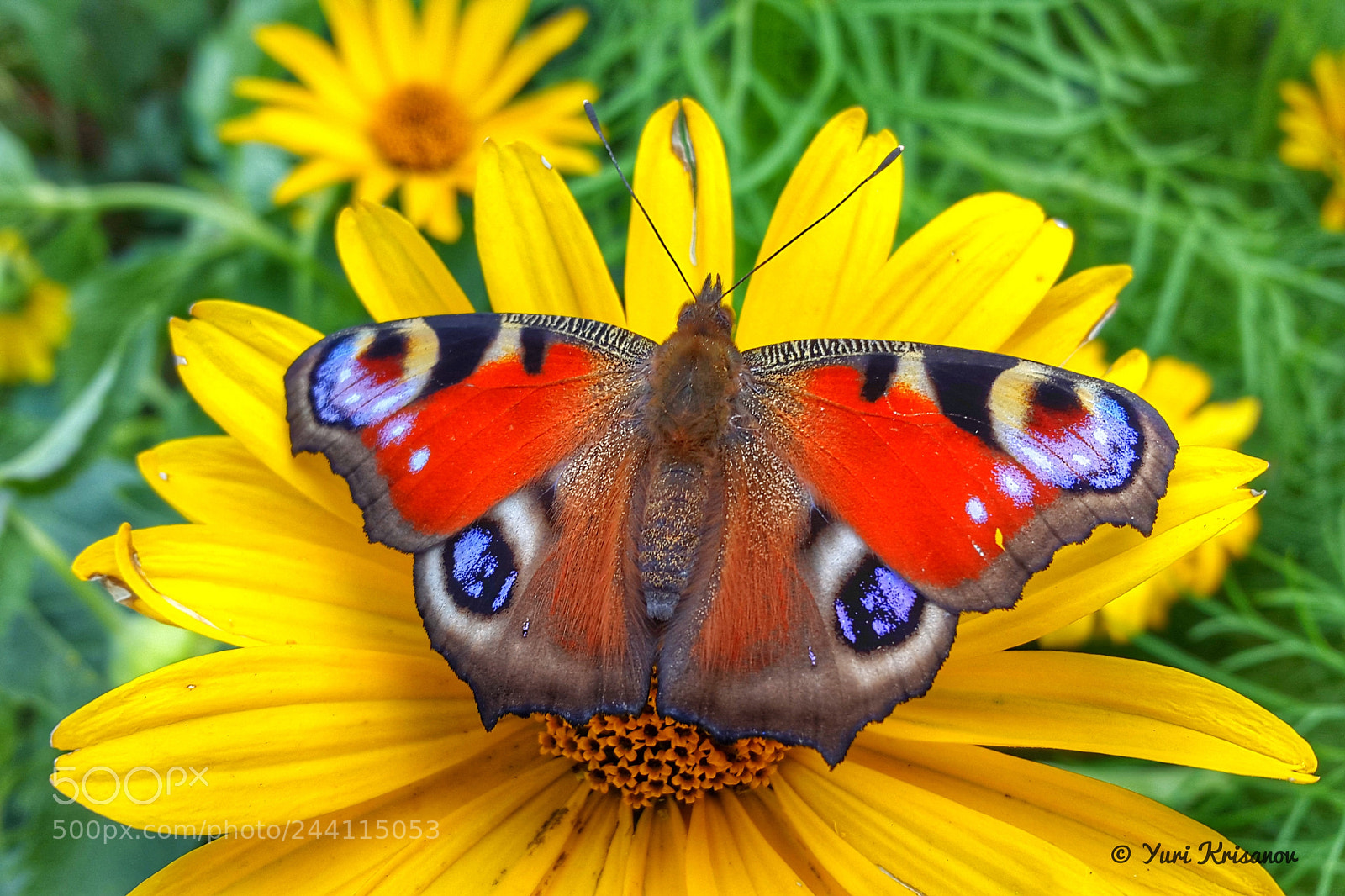 Samsung Galaxy Alpha sample photo. Peacock butterfly on the photography
