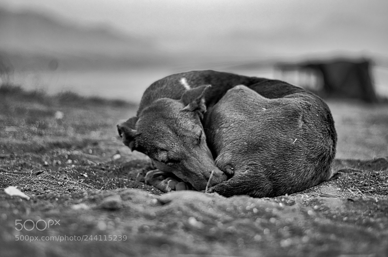 Nikon D5100 sample photo. Sleeping dog photography