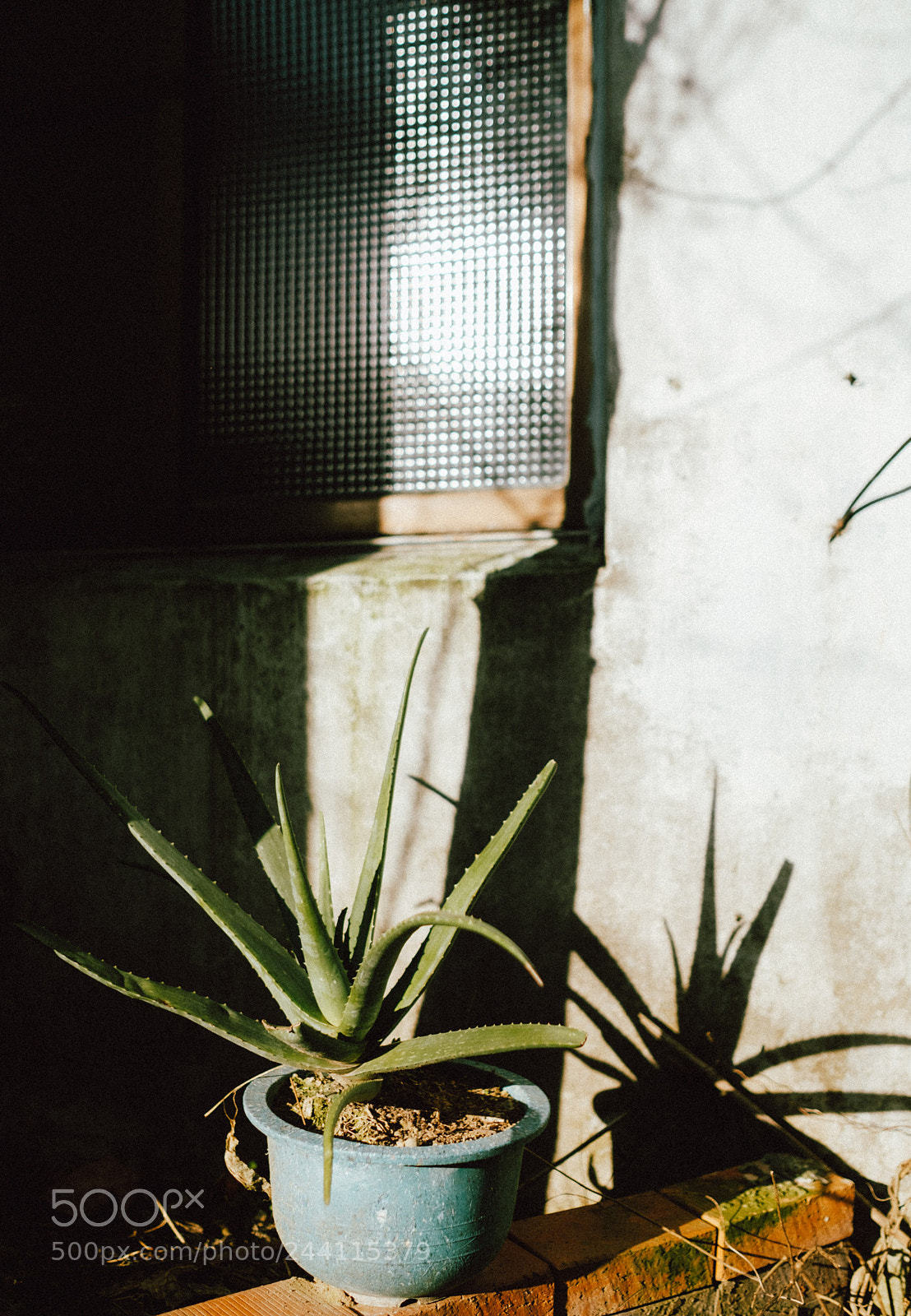 Fujifilm X-T2 sample photo. Green life photography