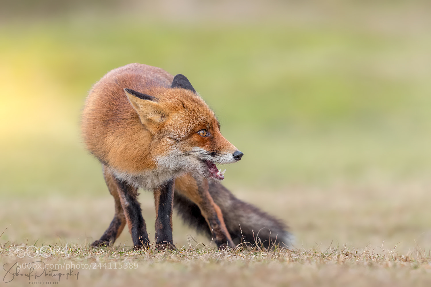 Canon EOS-1D X Mark II sample photo. Red fox photography