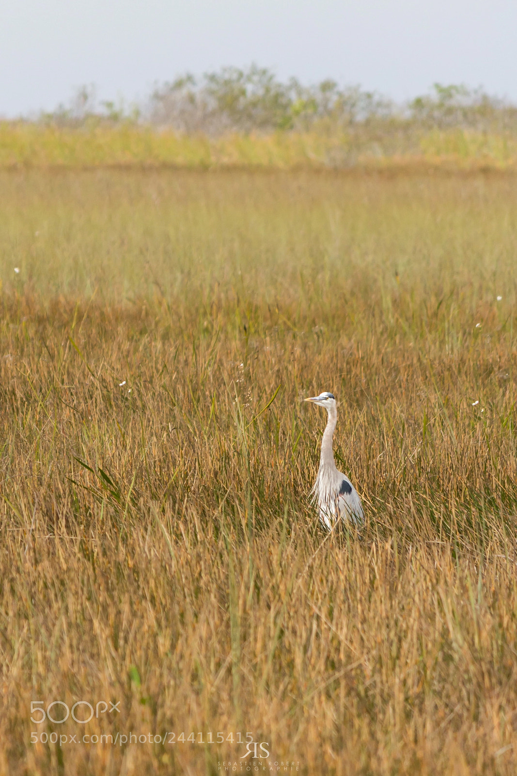 Canon EOS 60D sample photo. Heron great blue photography