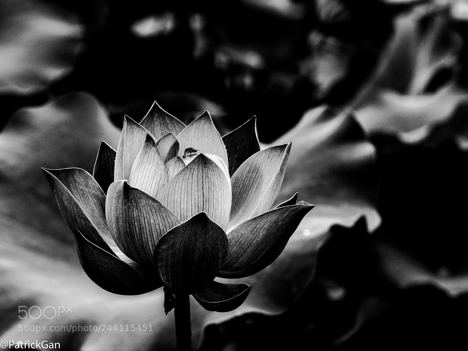 Olympus OM-D E-M5 II sample photo. Lotus flower in prc photography