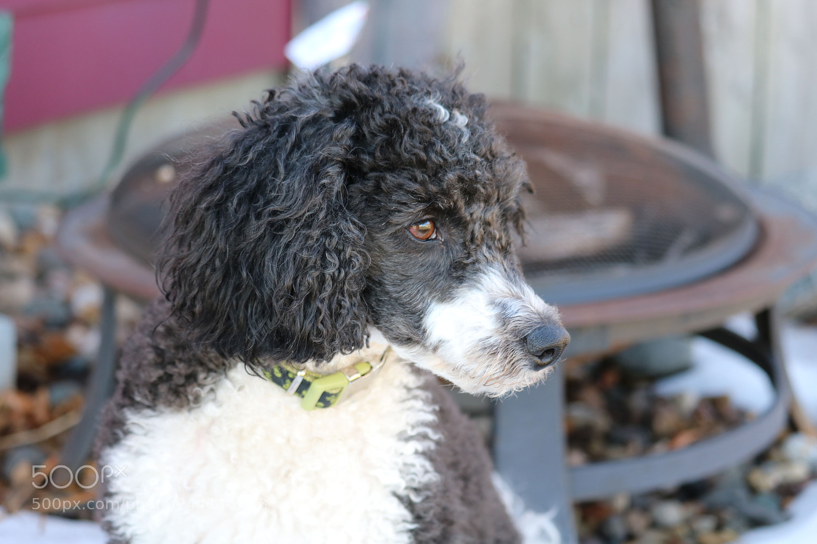 Canon EOS 750D (EOS Rebel T6i / EOS Kiss X8i) sample photo. Our beagle poodle mix photography