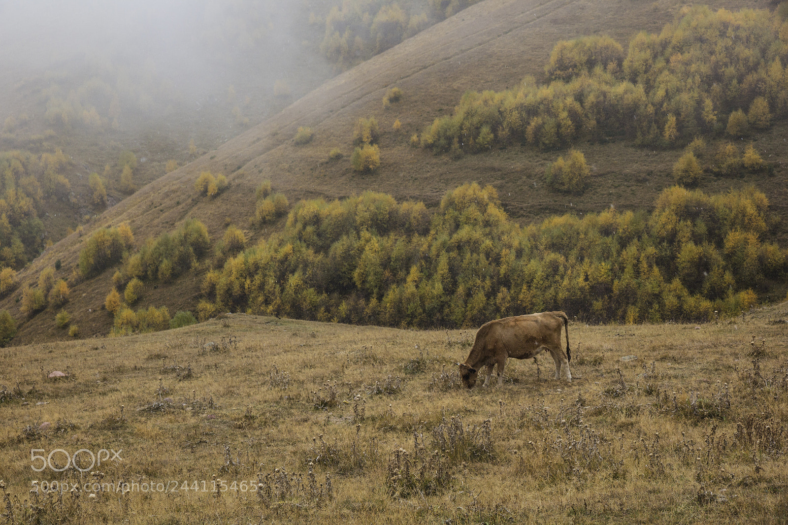 Canon EOS 60D sample photo. Autum in the gergety photography