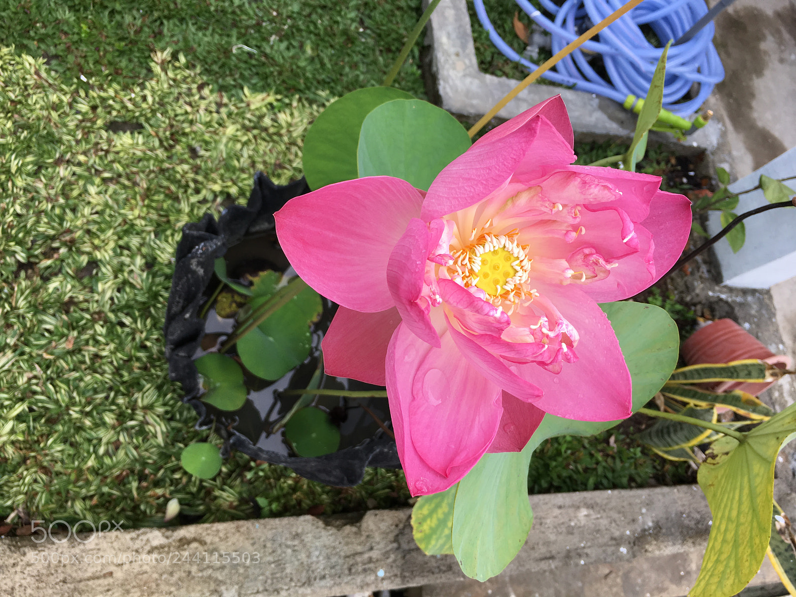 Apple iPhone 6s sample photo. Untitled photography