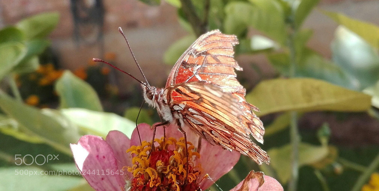 HUAWEI P8 Lite sample photo. Butterfly photography