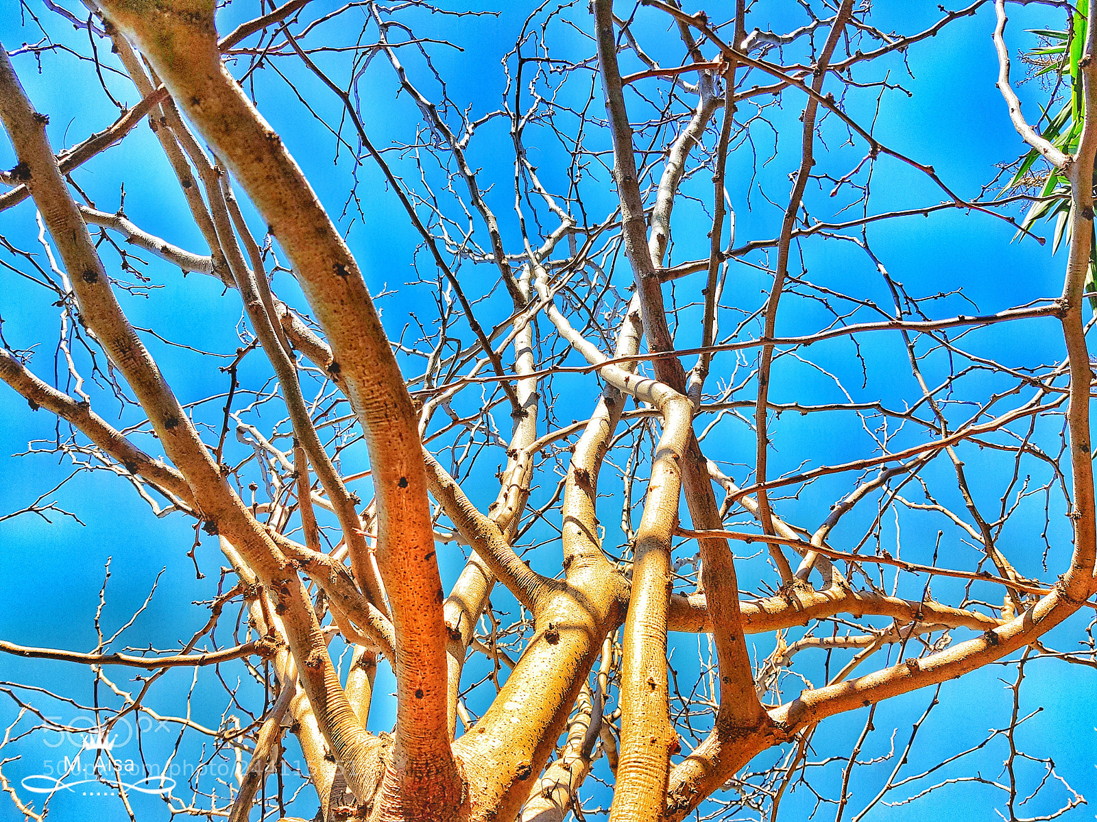Samsung Galaxy S8+ sample photo. Branchy photography
