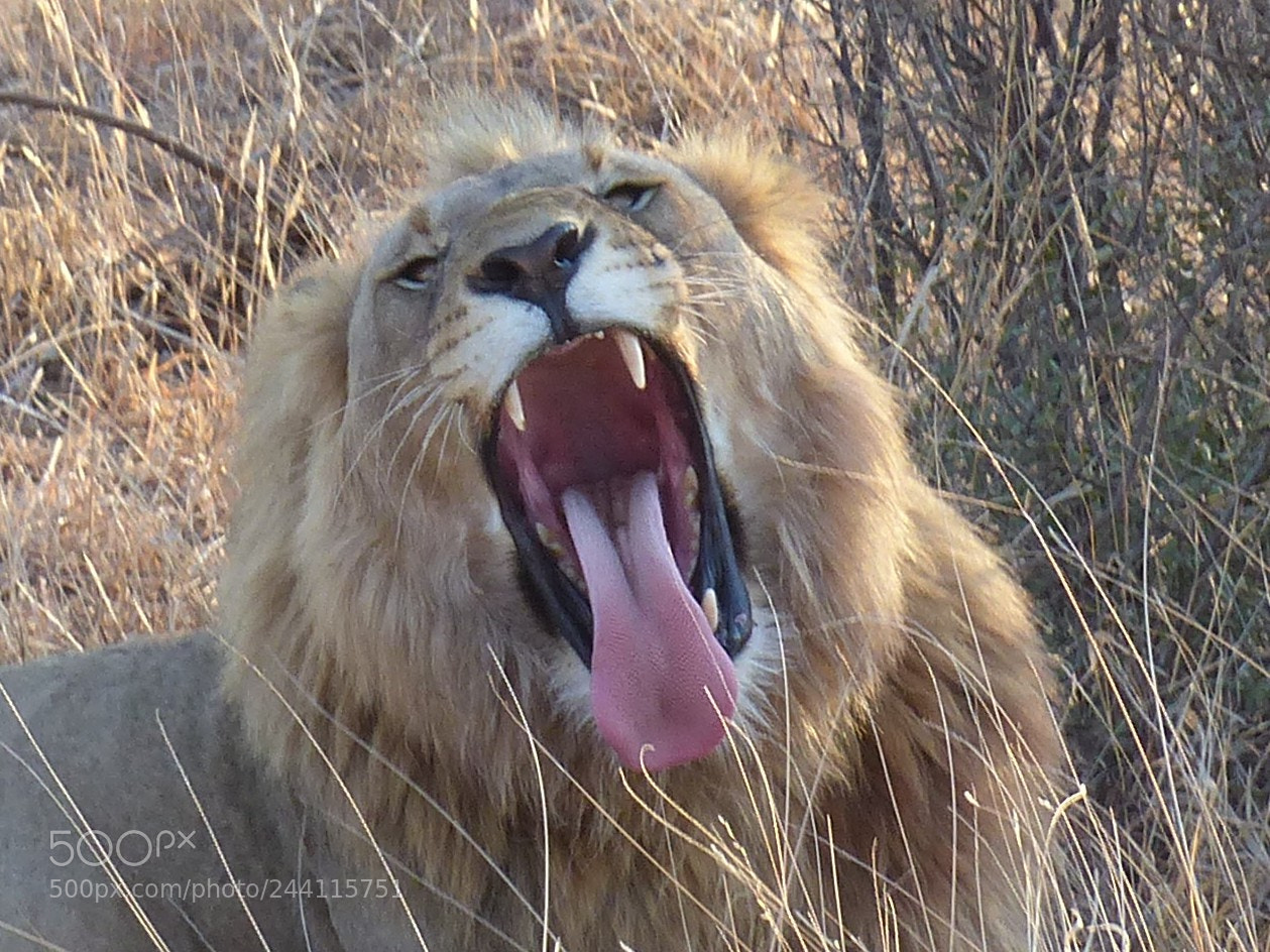 Panasonic Lumix DMC-FZ200 sample photo. Yawning lion photography