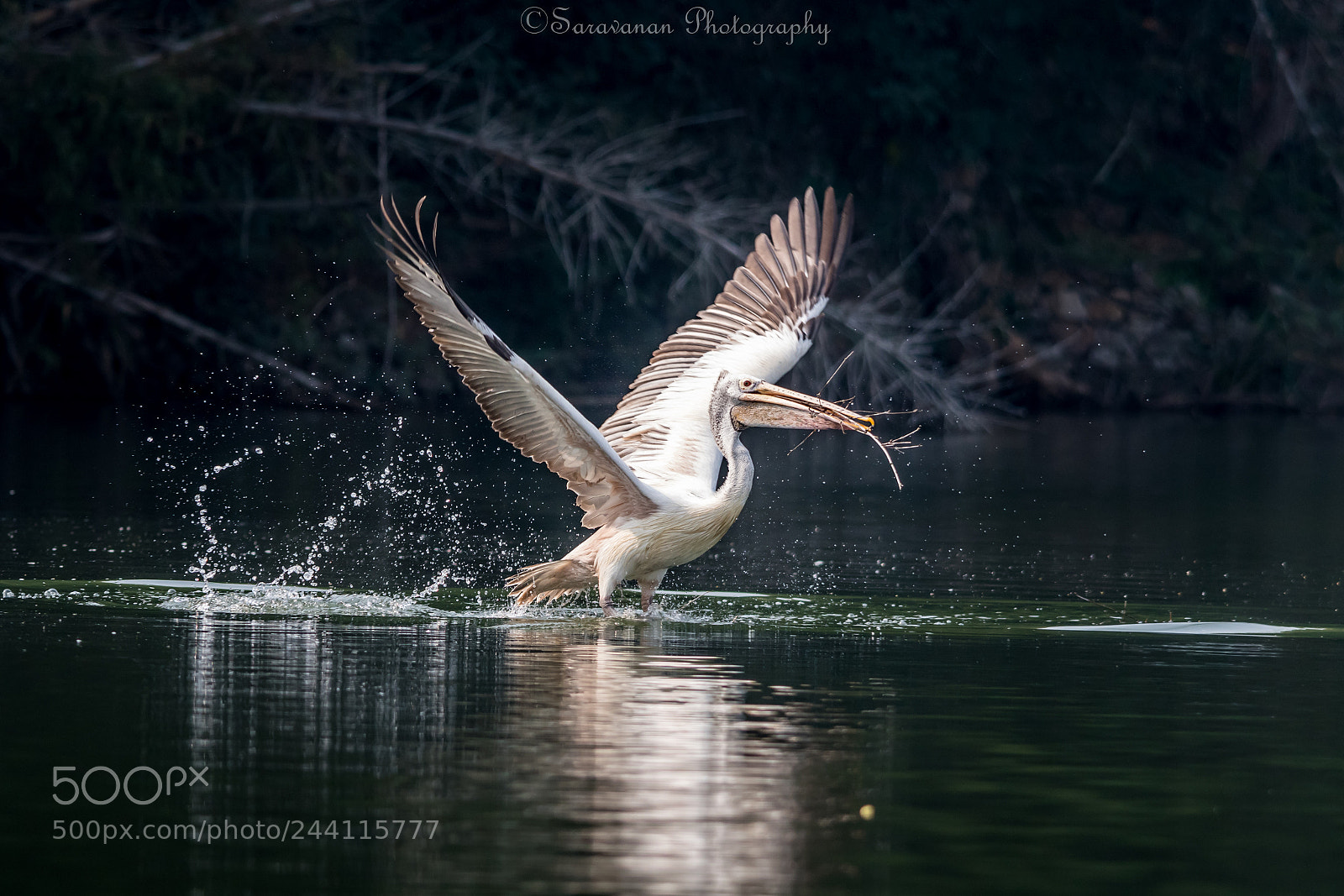 Nikon D500 sample photo. Pelican on flight photography