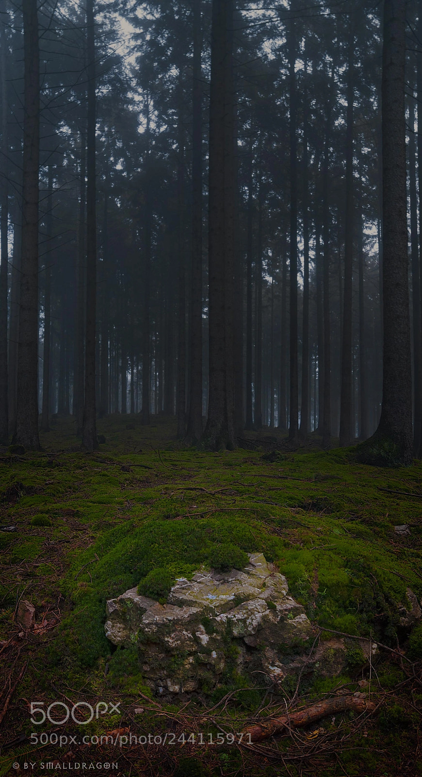 Nikon D5000 sample photo. Misty forest photography
