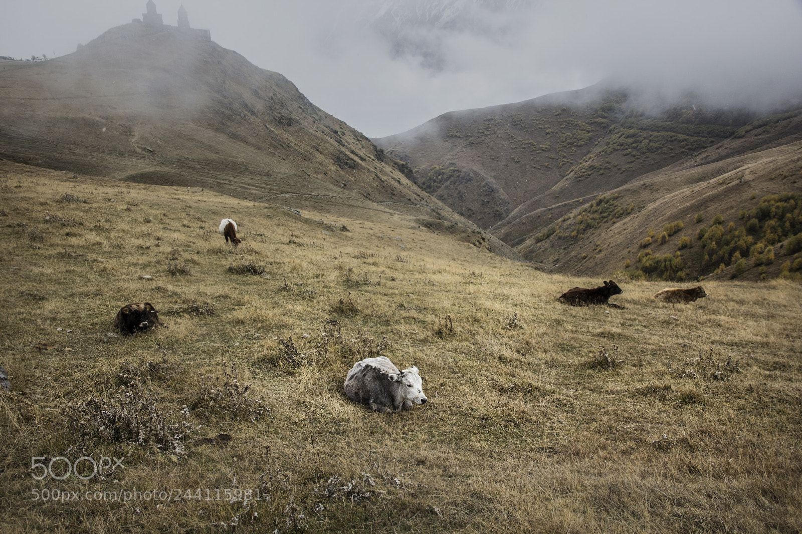 Canon EOS 60D sample photo. Georgian pasture photography