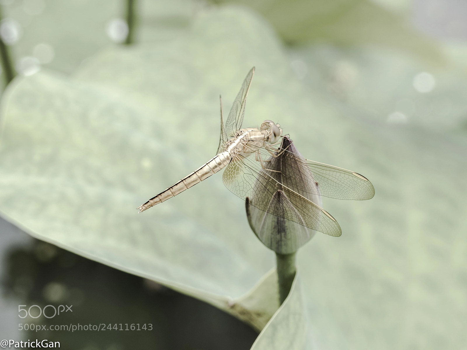 Olympus OM-D E-M5 II sample photo. Dragonfly and lotus photography